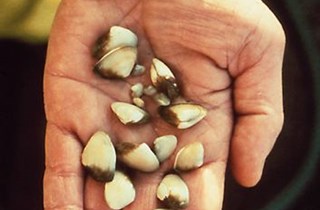 Asian clam
